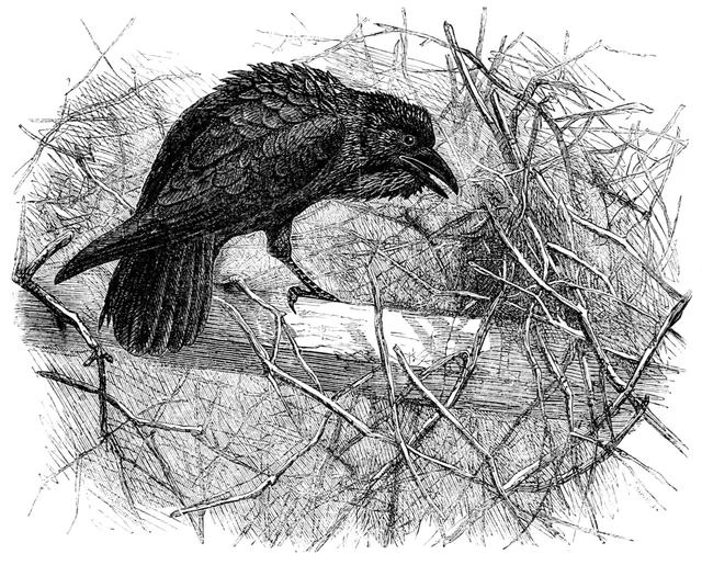Raven (Joseph Wolf)
