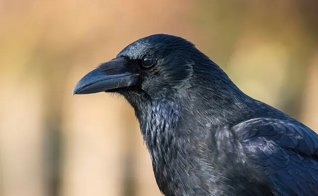 Carrion crow (Corvus corone) head