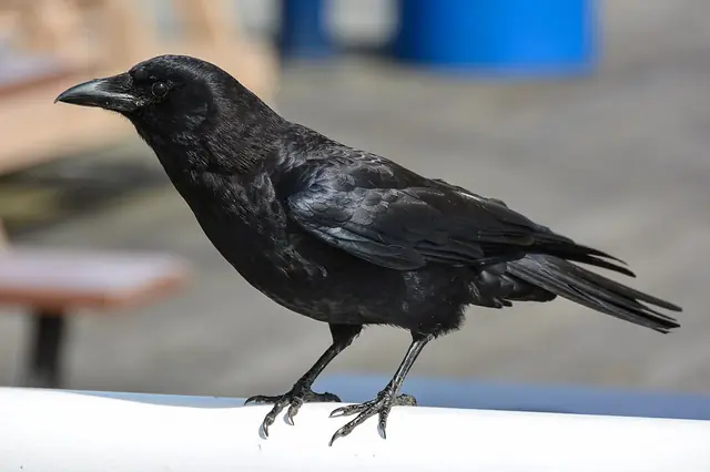 2014-04-29 01 Northwestern crow (Corvus brachyrhynchos caurinus)