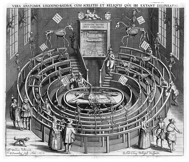 Theatrum Anatomicum label QS:Len,"Theatrum Anatomicum" label QS:Lde,"Theatrum Anatomicum" label QS:Lnl,"Anatomisch theater van de Universiteit Leiden"