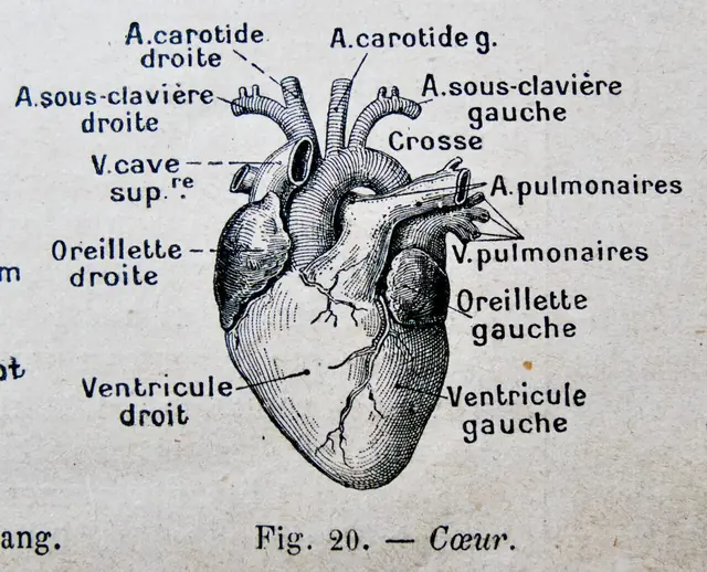 Cœur anatomique